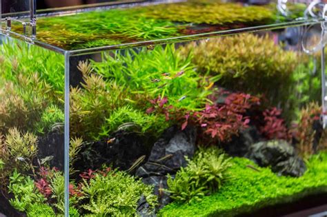 Best 20 Gallon Fish Tank and Aquariums: Setup, and Stocking .